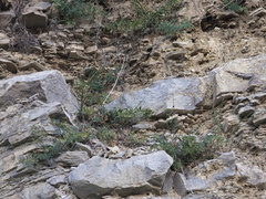 Allium brevidentatum