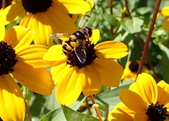 Eristalis transversa