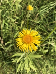 Pentanema salicinum
