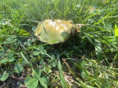 Suillus americanus