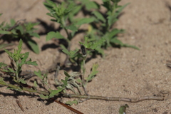 Anastoechus barbatus