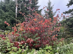 Viburnum lantanoides