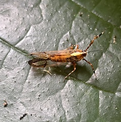 Dictyopharidae