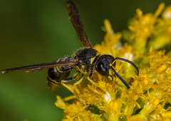 Ancistrocerus antilope