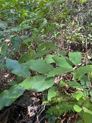 Calycanthus occidentalis