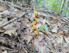 Corallorhiza maculata maculata