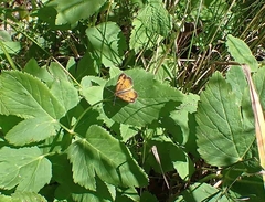 Phyciodes cocyta