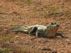 Caiman yacare