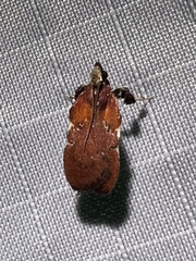 Galasa nigrinodis