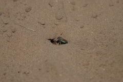 Bicyrtes quadrifasciatus