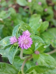 Gomphrena globosa