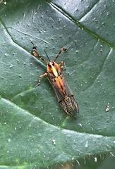 Dictyopharidae