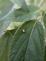 Zelus renardii
