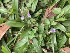 Torenia crustacea