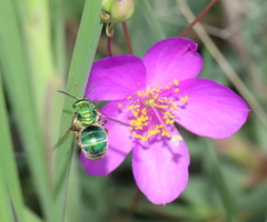 Augochloropsis metallica
