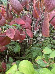 Viburnum lantanoides