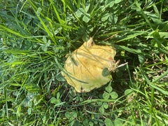 Suillus americanus