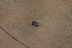 Cicindela formosa