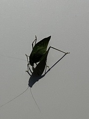 Microcentrum rhombifolium