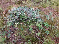 Peltigera aphthosa