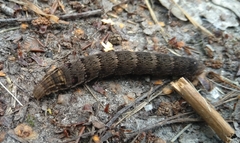 Deilephila porcellus