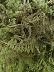 Thuidium