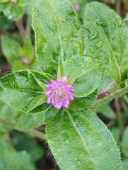 Gomphrena globosa