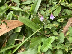 Torenia crustacea