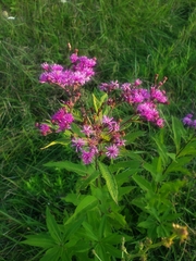 Vernonia fasciculata