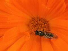 Meliscaeva auricollis