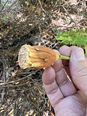 Calycanthus occidentalis