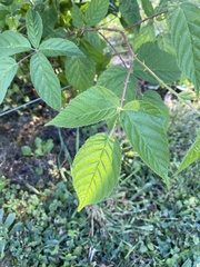 Rubus allegheniensis