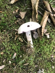 Laccaria ochropurpurea