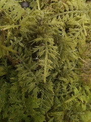 Thuidium