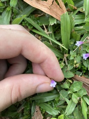 Torenia crustacea