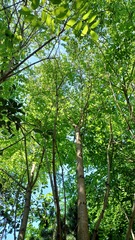 Fraxinus excelsior