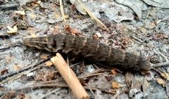 Deilephila porcellus