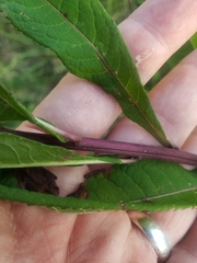 Vernonia fasciculata
