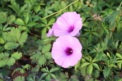 Ipomoea cairica