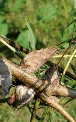 Rabdophaga strobiloides