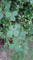 Rubus tuberculatus