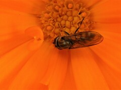 Meliscaeva auricollis