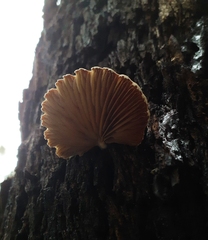 Crepidotus eucalyptorum