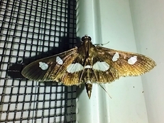 Desmia funeralis