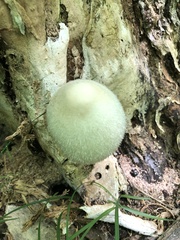 Volvariella