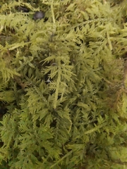 Thuidium
