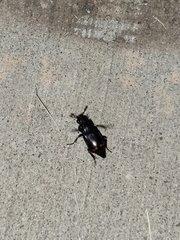 Nicrophorus pustulatus