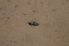 Bicyrtes quadrifasciatus