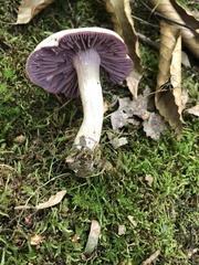 Laccaria ochropurpurea