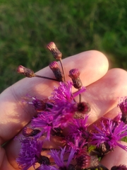 Vernonia fasciculata